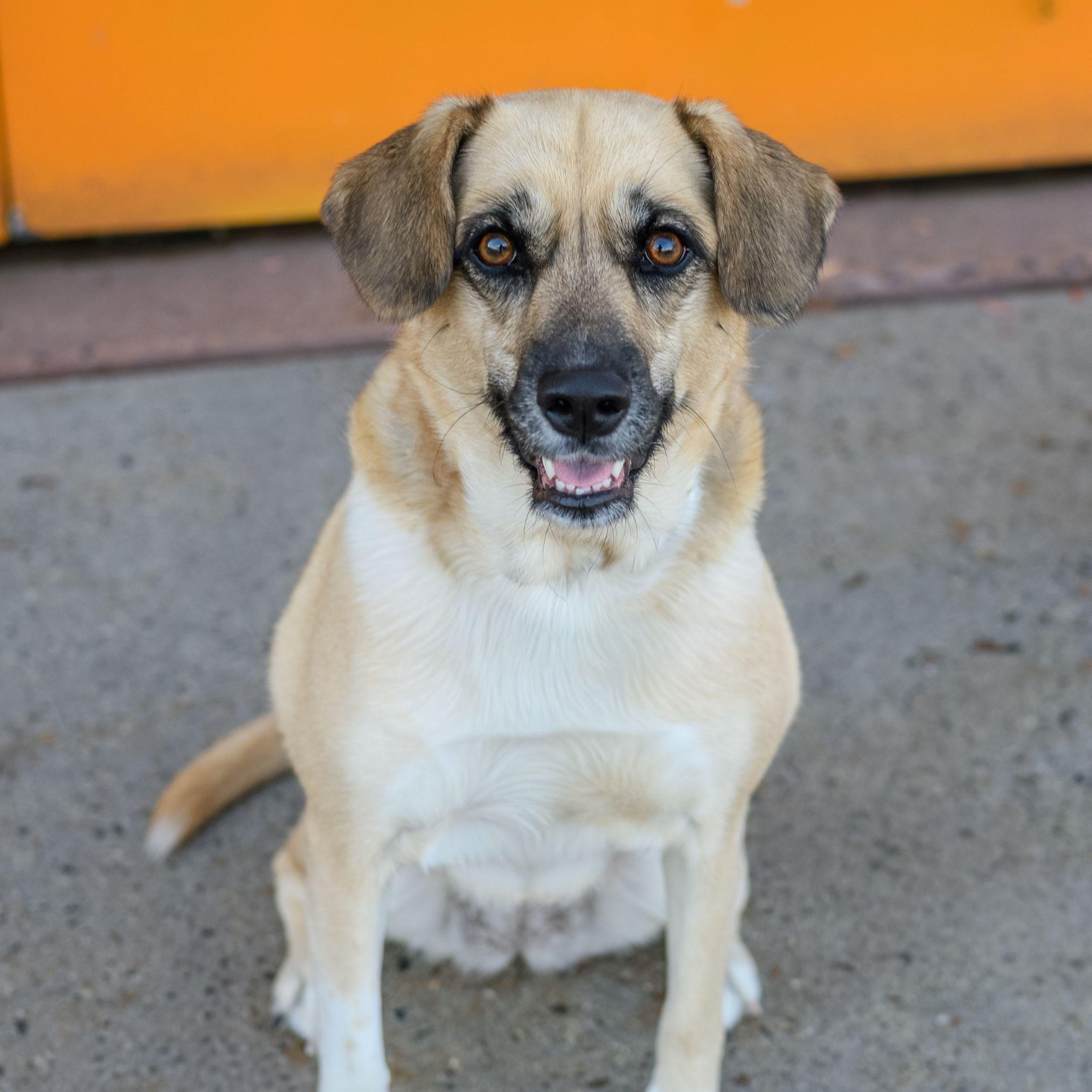 Enlarge SAHARA, a Adoptable mixed breed in Hamilton, NJ image 1/6