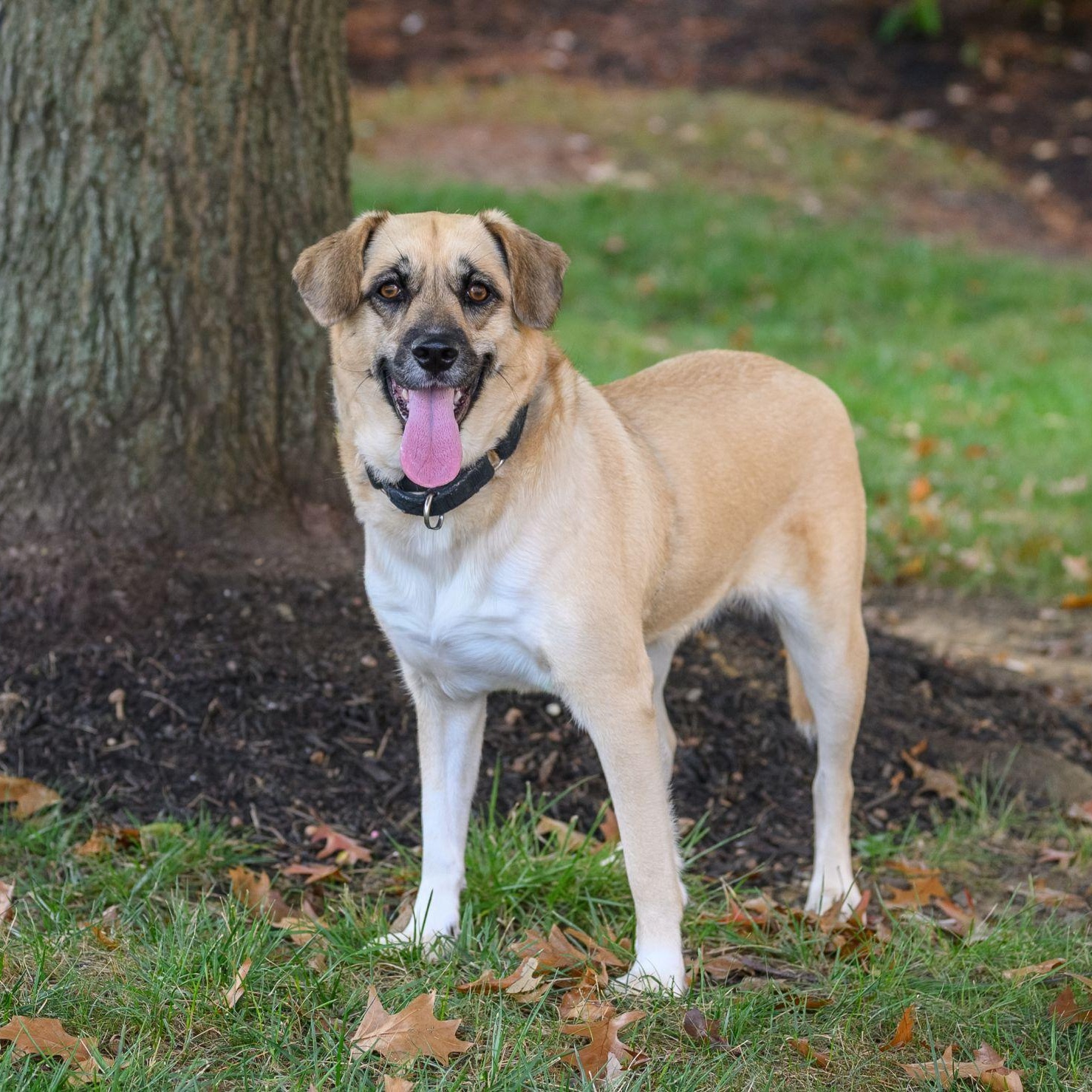 Enlarge SAHARA, a Adoptable mixed breed in Hamilton, NJ image 2/6