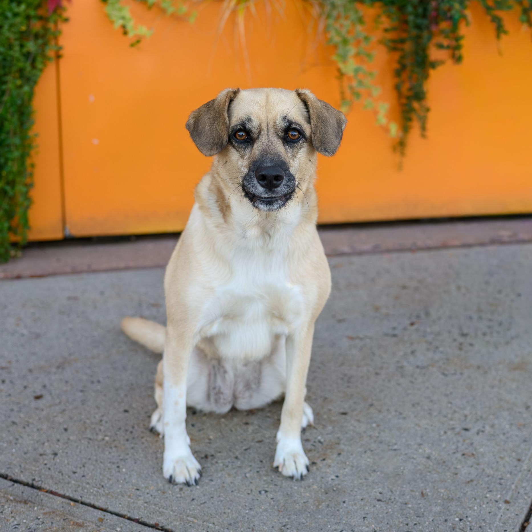 Enlarge SAHARA, a Adoptable mixed breed in Hamilton, NJ image 6/6