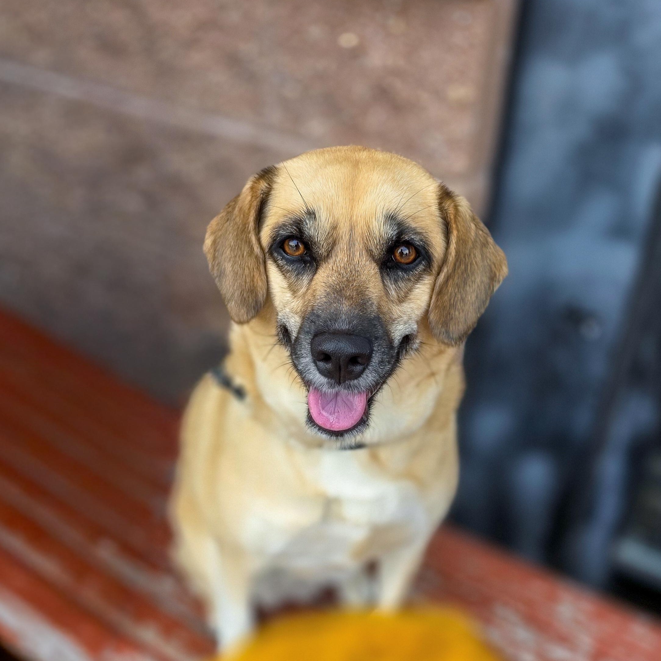 Enlarge SAHARA, a Adoptable mixed breed in Hamilton, NJ image 4/6