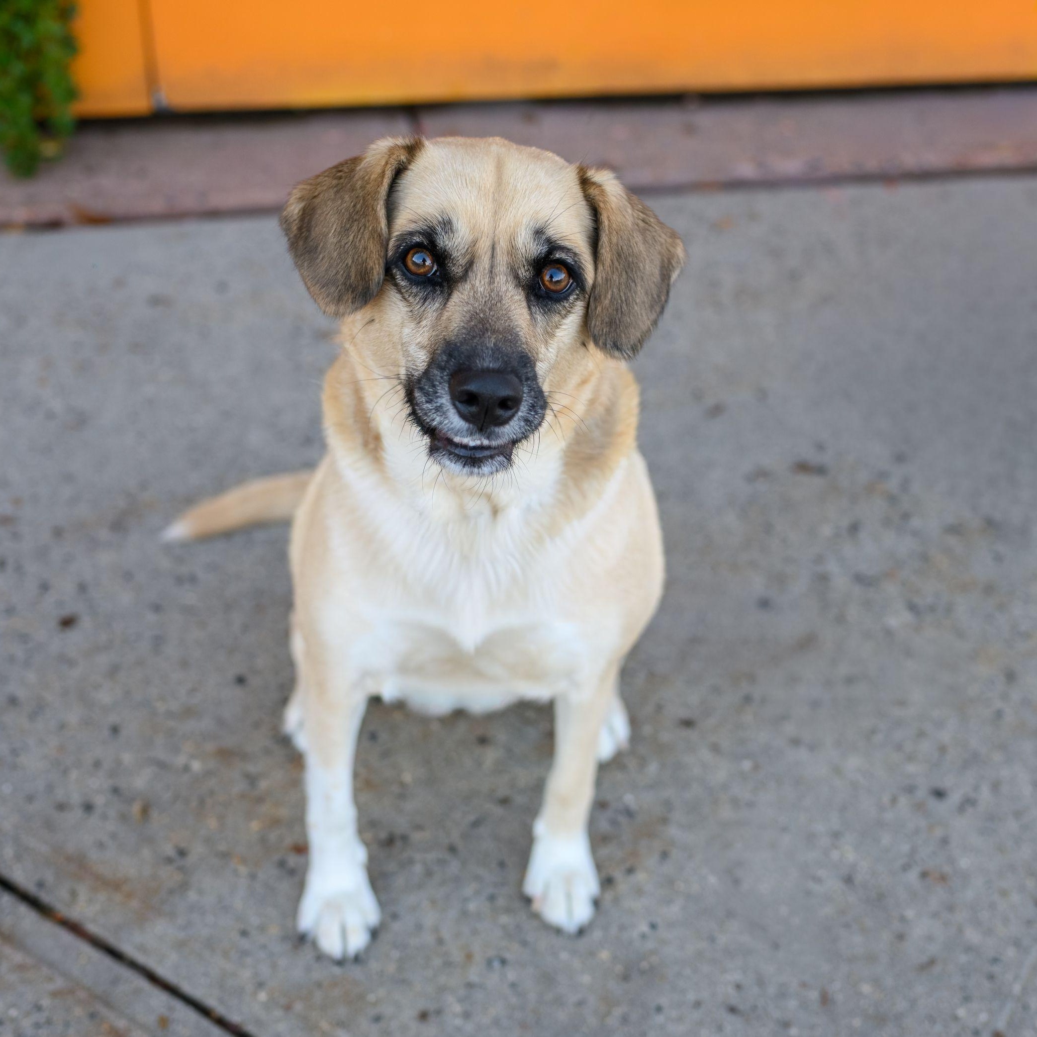 Enlarge SAHARA, a Adoptable mixed breed in Hamilton, NJ image 3/6