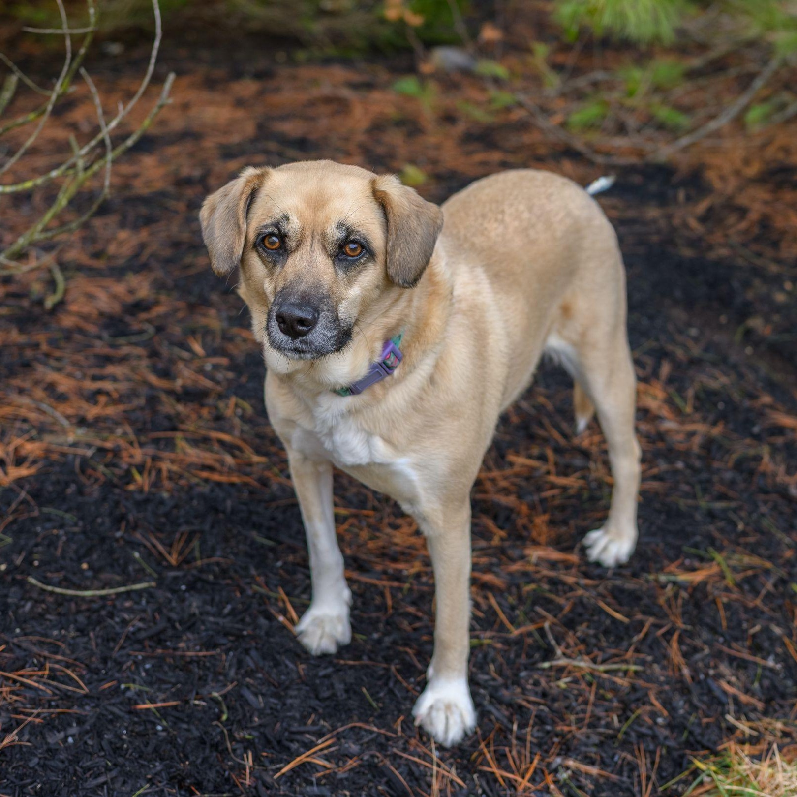 Enlarge SAHARA, an adopted mixed breed in Hamilton, NJ image 3/6