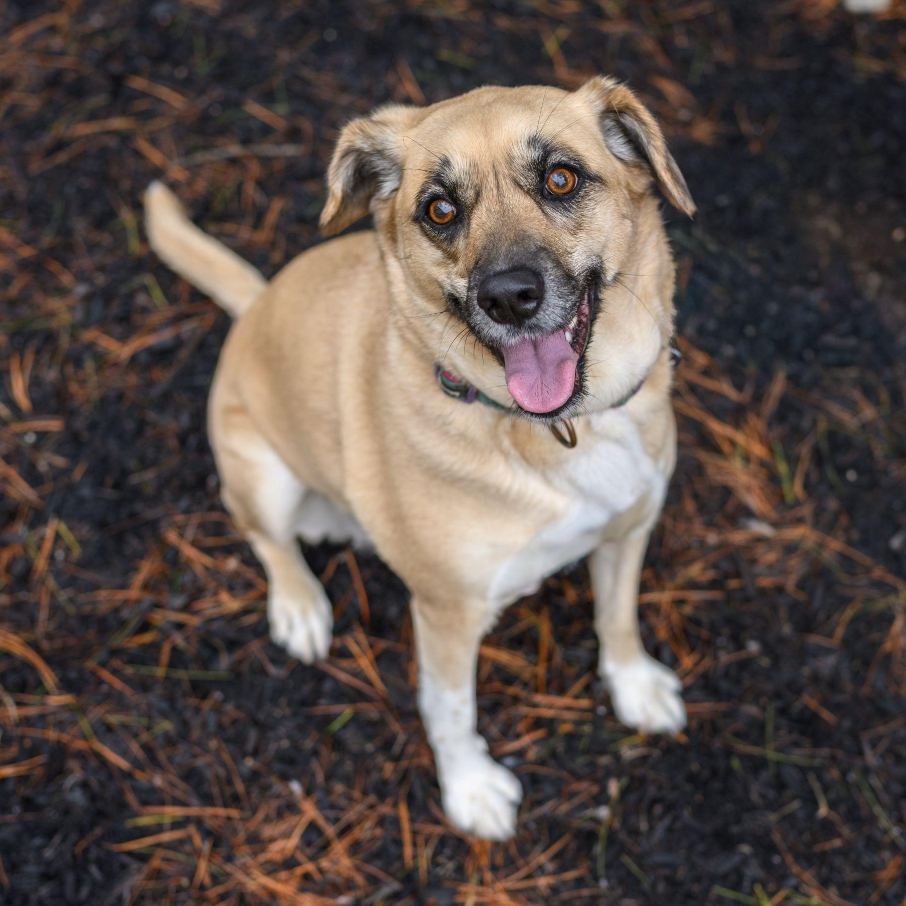 Enlarge SAHARA, an adopted mixed breed in Hamilton, NJ image 1/6