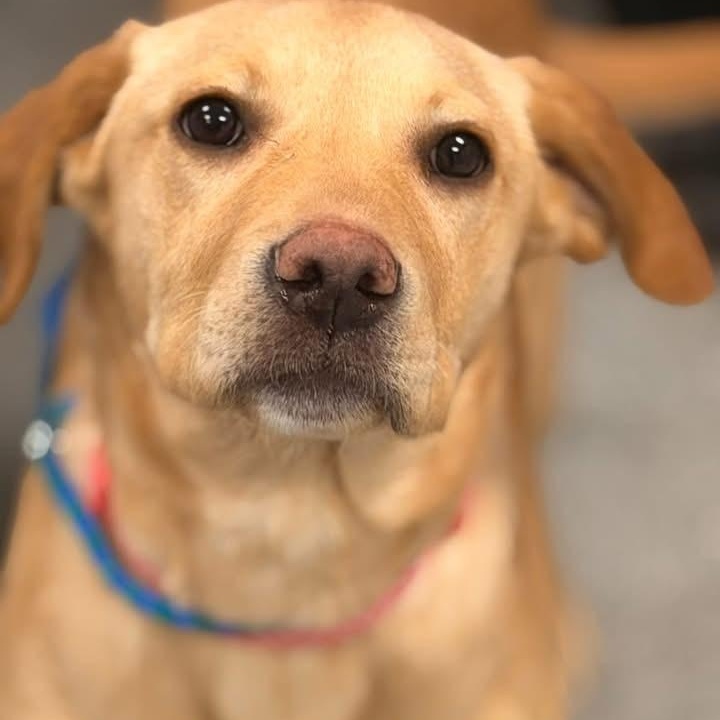 Cupcake, adopted, Puppy Female Labrador Retriever.