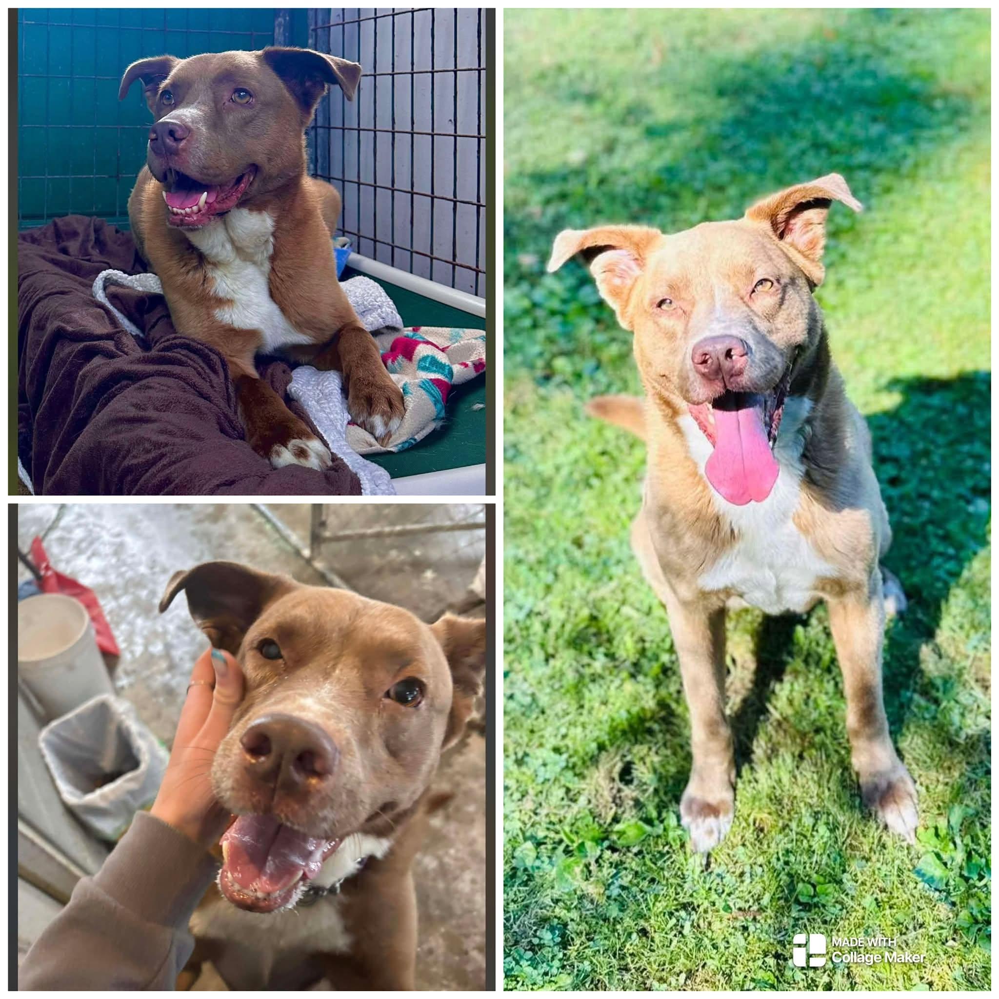 Enlarge RUSTY, a Adoptable mixed breed in Coudersport, PA image 1/1