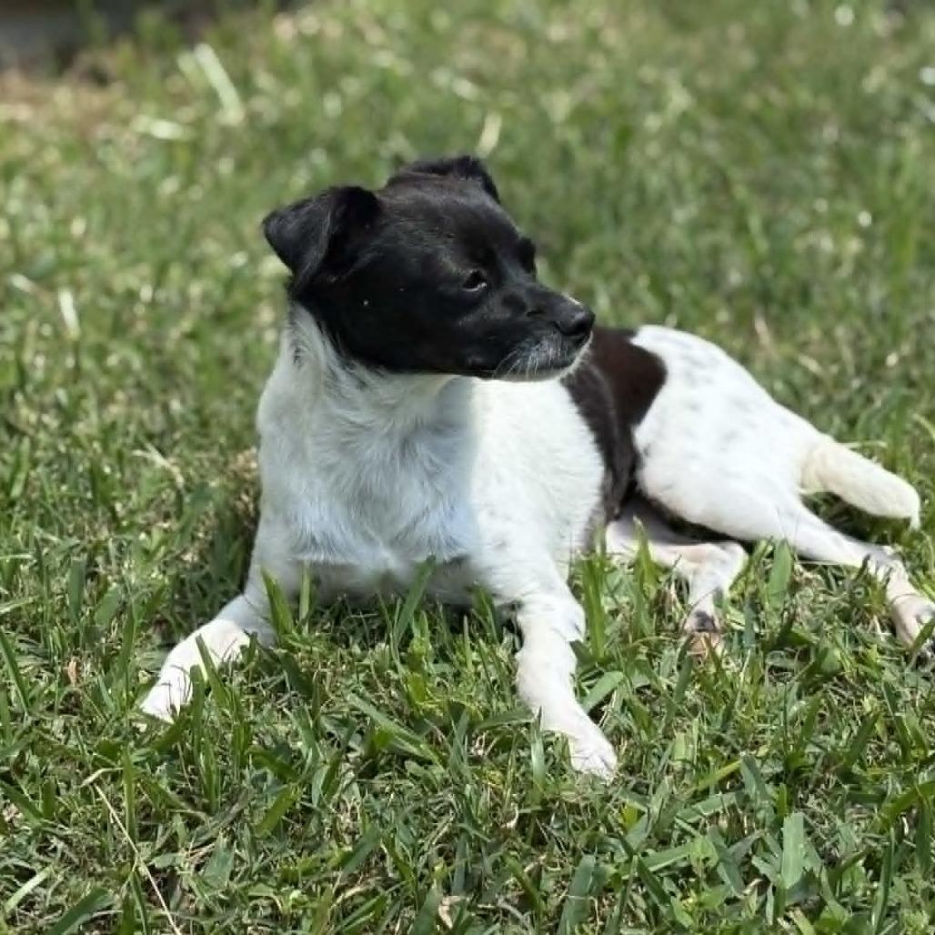 Meaghan, a Adoptable Chihuahua in Katy, TX image 2/2