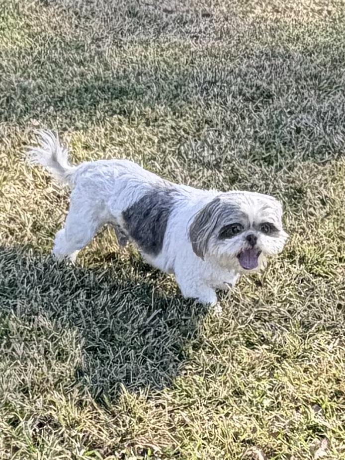 Phineas , adopted, Adult Male Shih Tzu.