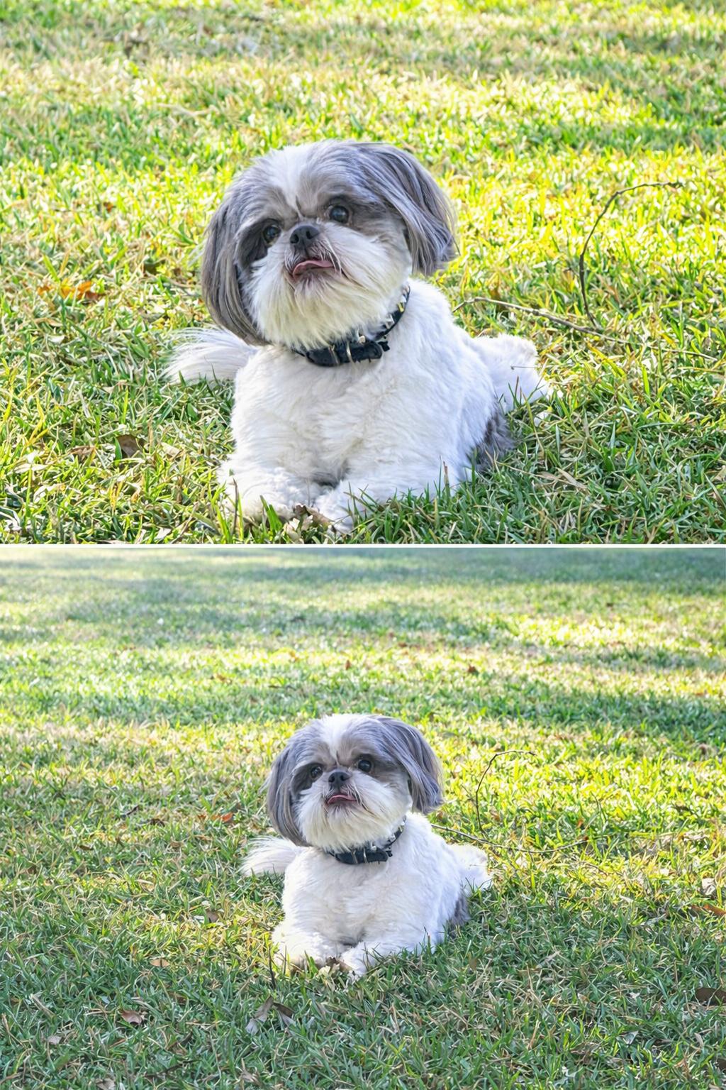 Enlarge Phineas , an adopted Shih Tzu in Baker, LA image 3/6
