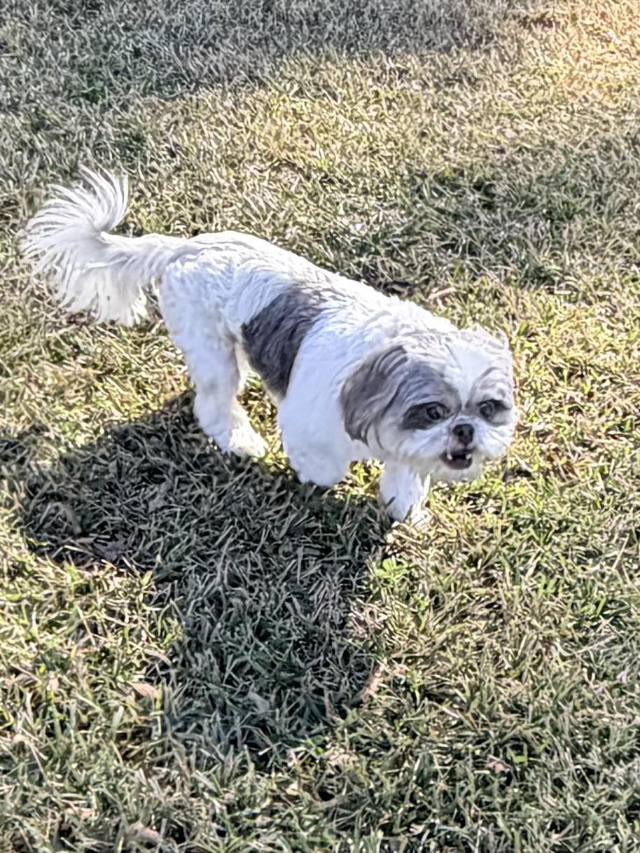 Enlarge Phineas , an adopted Shih Tzu in Baker, LA image 6/6