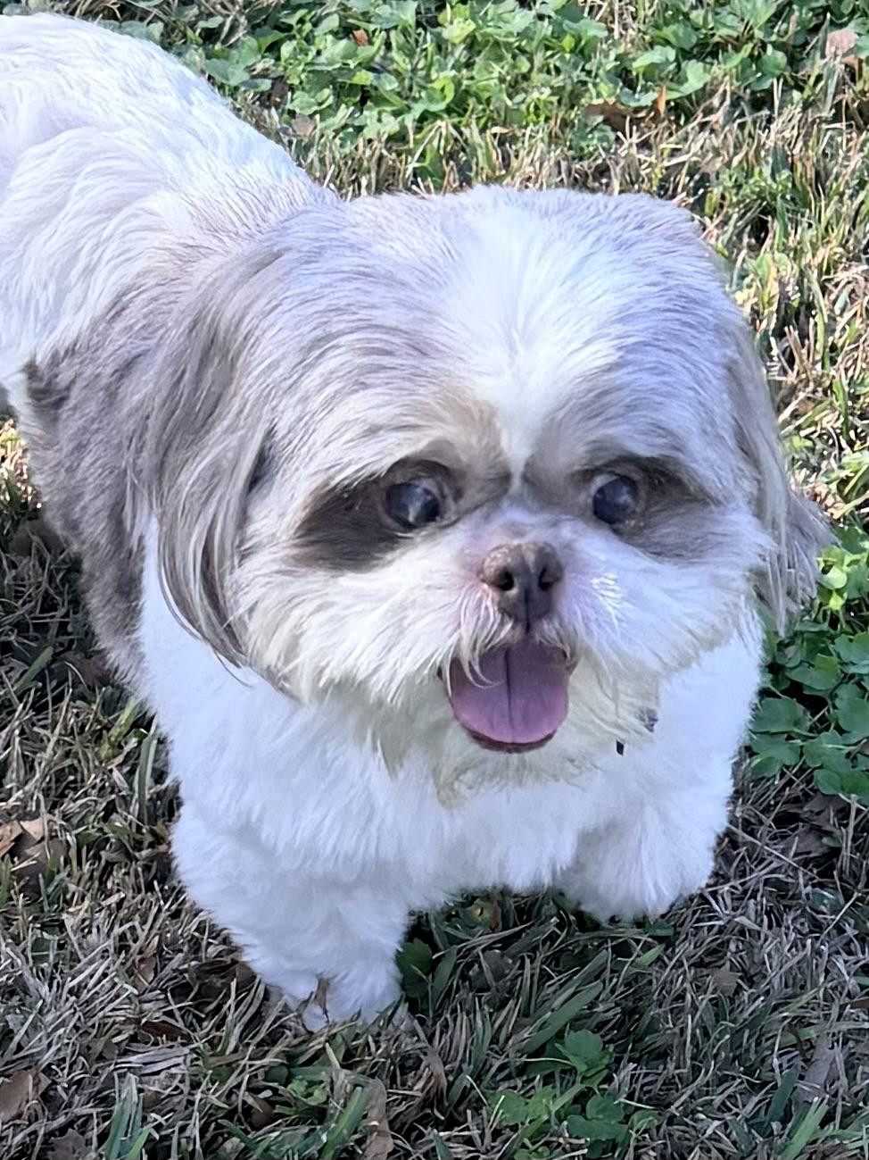 Enlarge Phineas , an adopted Shih Tzu in Baker, LA image 2/6