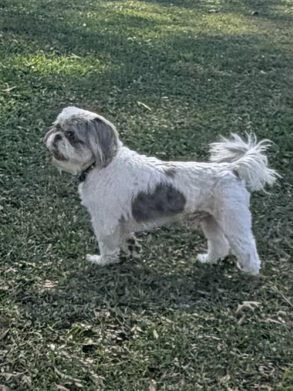 Enlarge Phineas , an adopted Shih Tzu in Baker, LA image 5/6