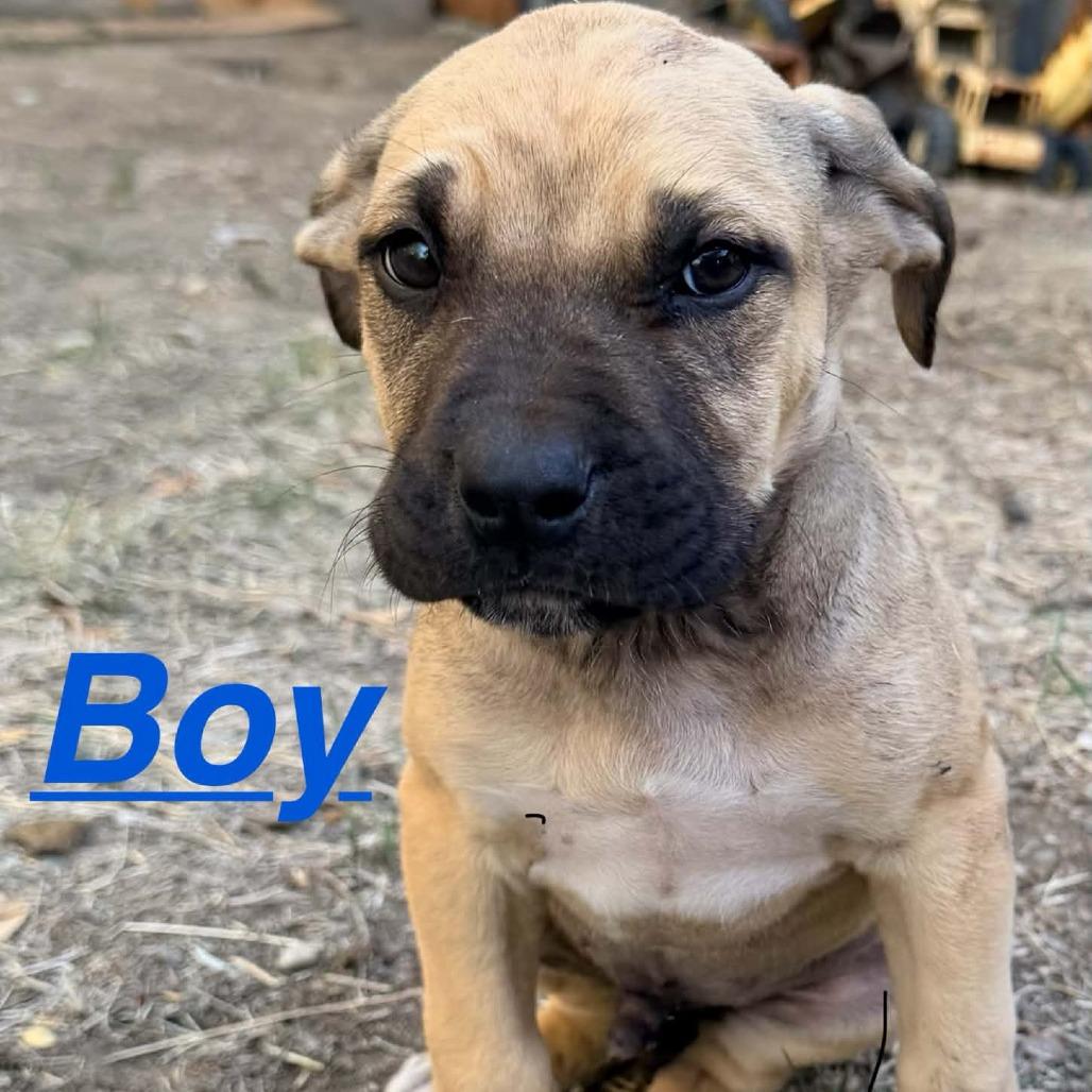 Hammy, Adoptable, Puppy Male Mixed Breed.