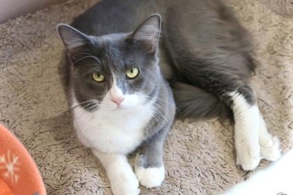Jerry, Adoptable, Adult Male Domestic Medium Hair & Domestic Short Hair.