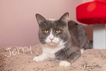 Enlarge Jerry, a Adoptable mixed breed in Scottsdale, AZ image 2/3