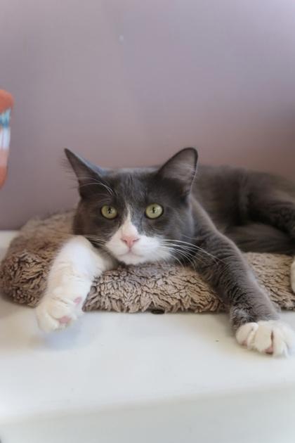 Enlarge Jerry, a Adoptable mixed breed in Scottsdale, AZ image 3/3