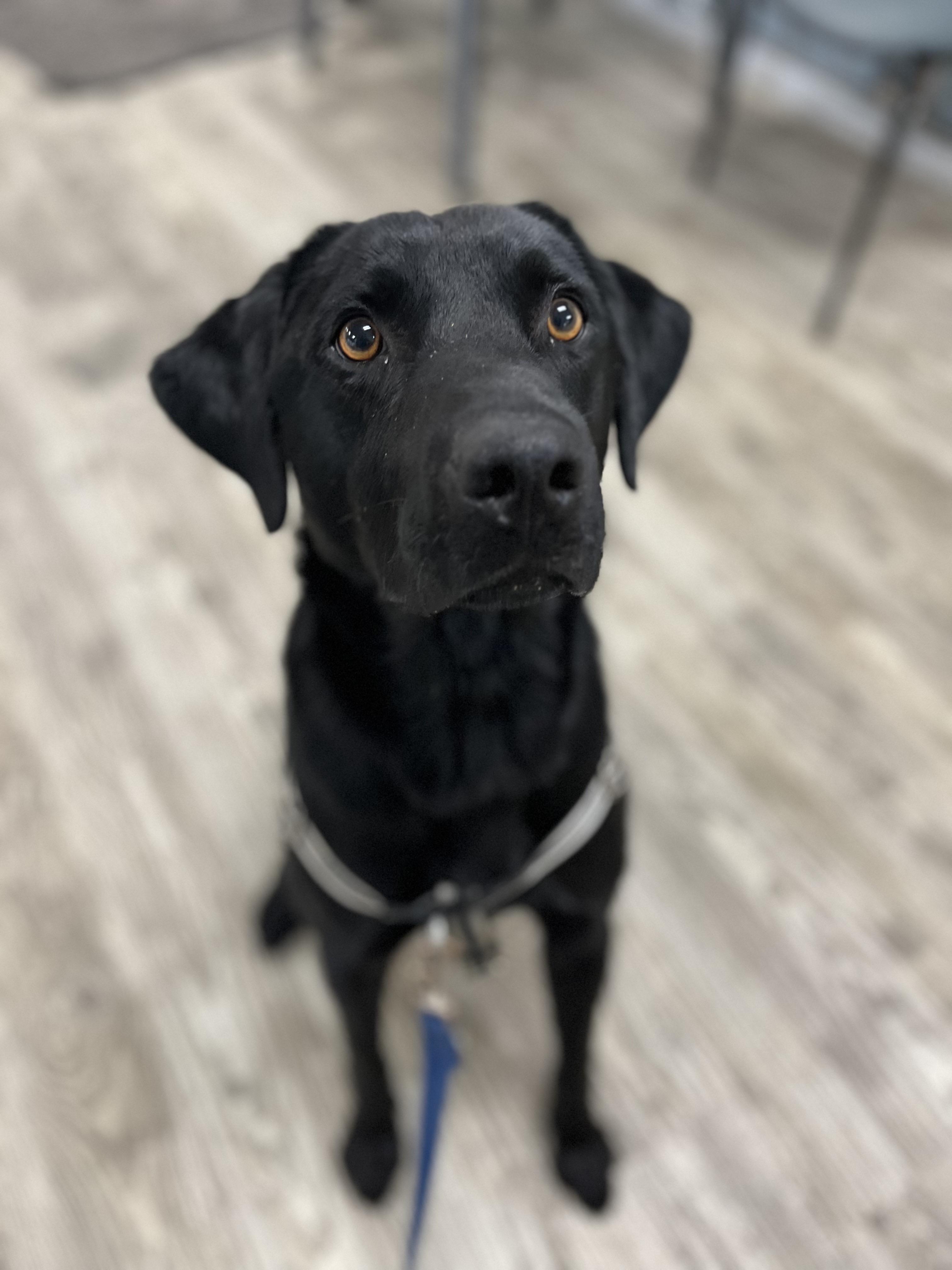 Enlarge Utah, a Adopted mixed breed in Hollis, NH image 1/6