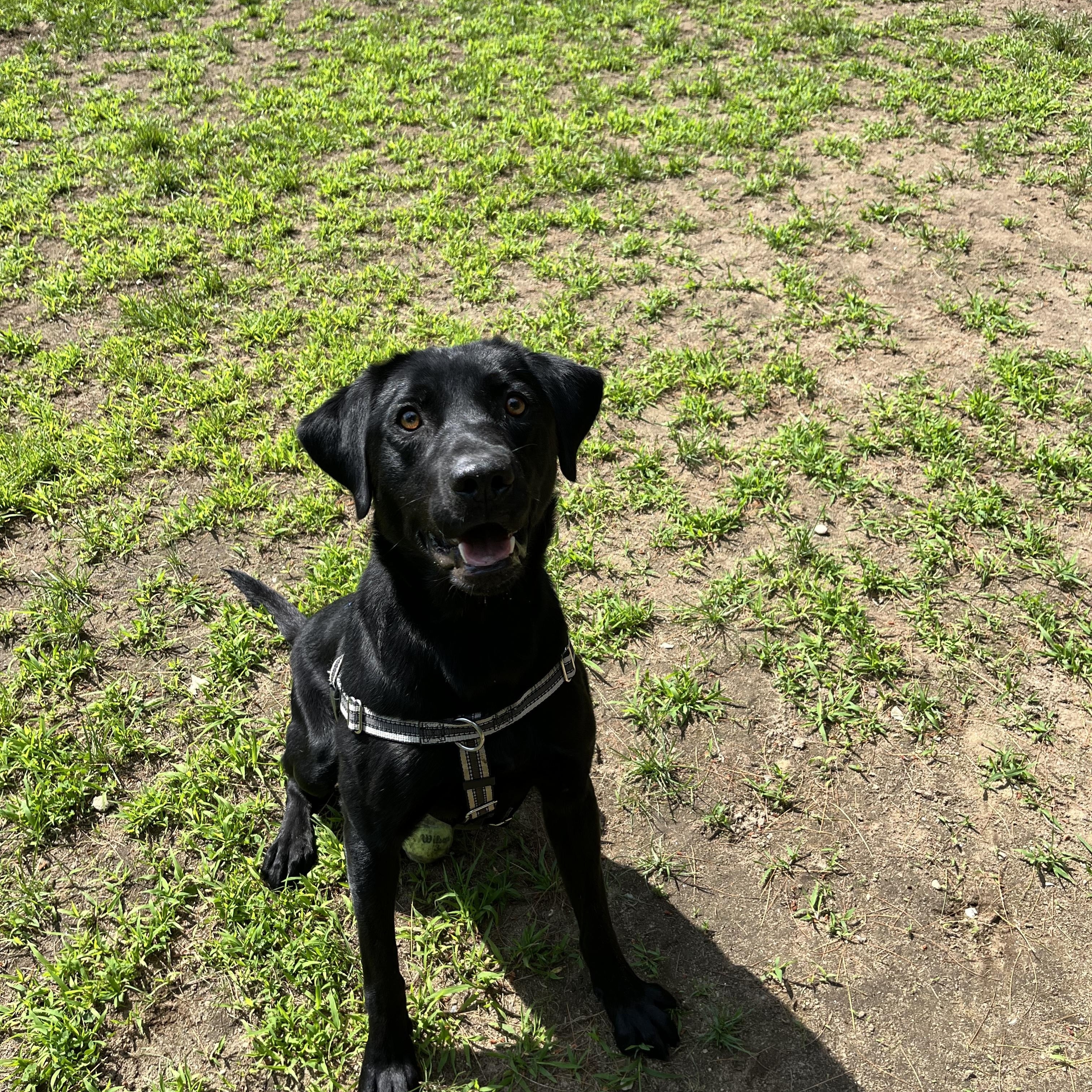 Enlarge Utah, a Adopted mixed breed in Hollis, NH image 4/6