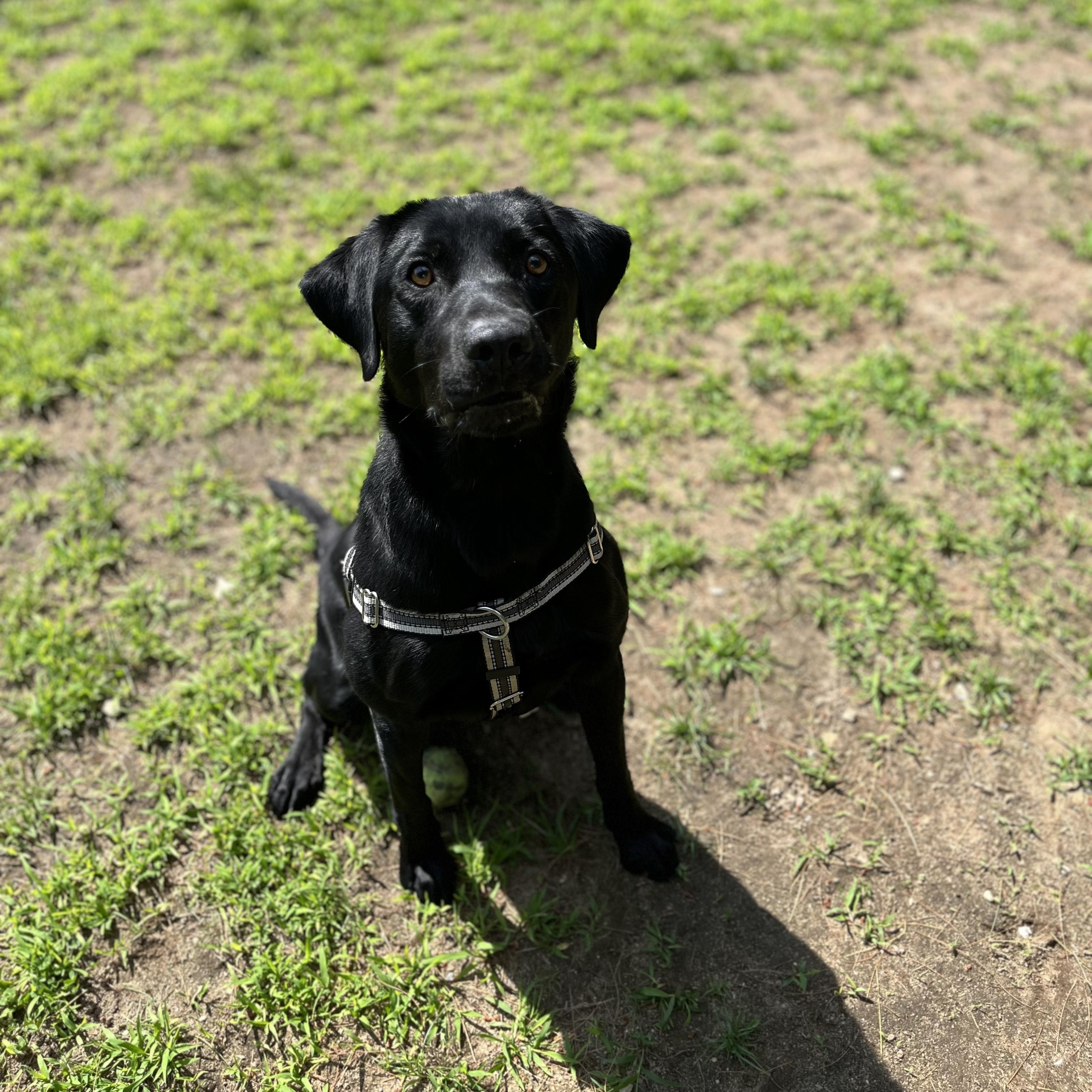 Enlarge Utah, a Adopted mixed breed in Hollis, NH image 5/6