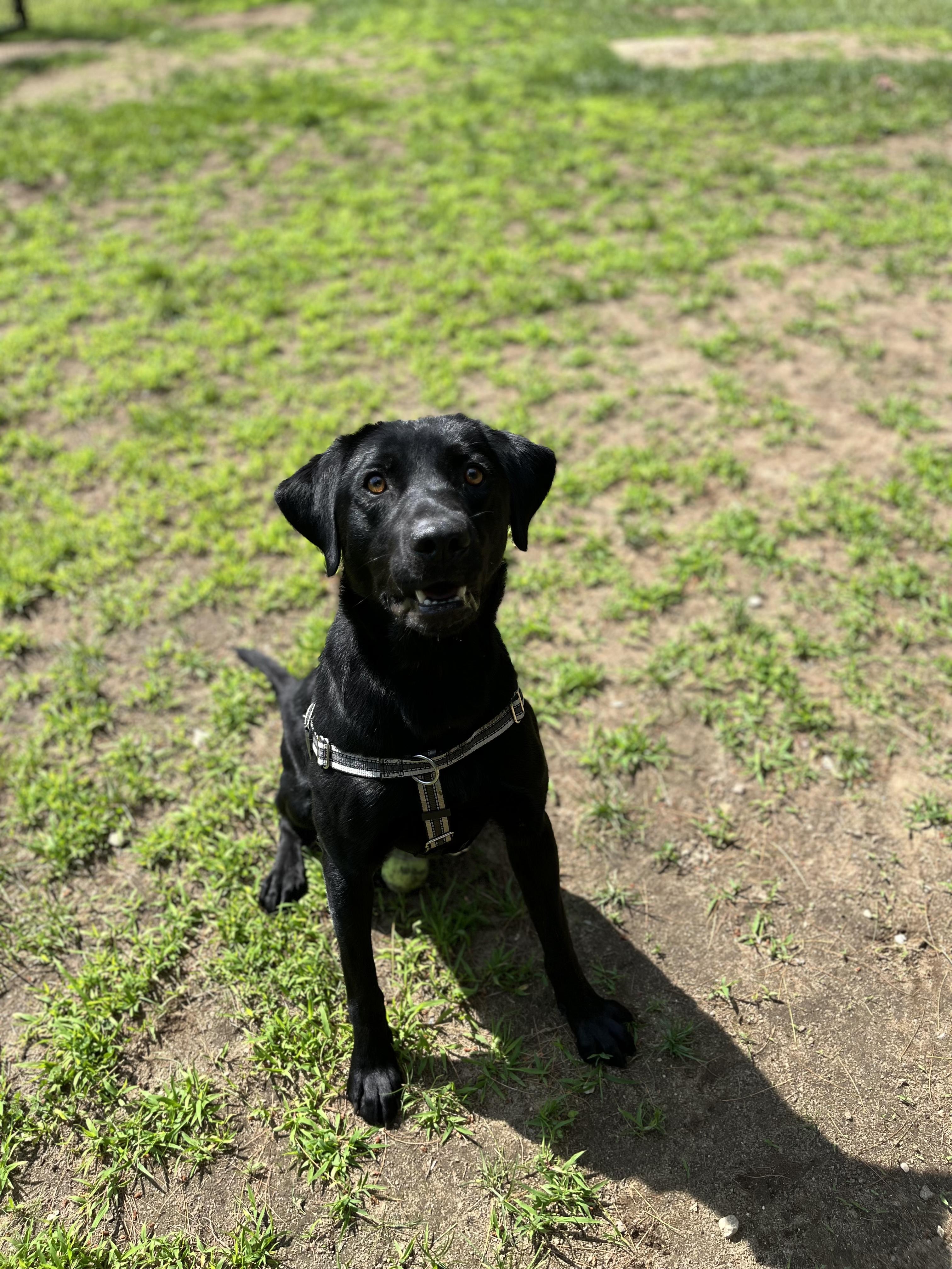 Enlarge Utah, a Adopted mixed breed in Hollis, NH image 6/6