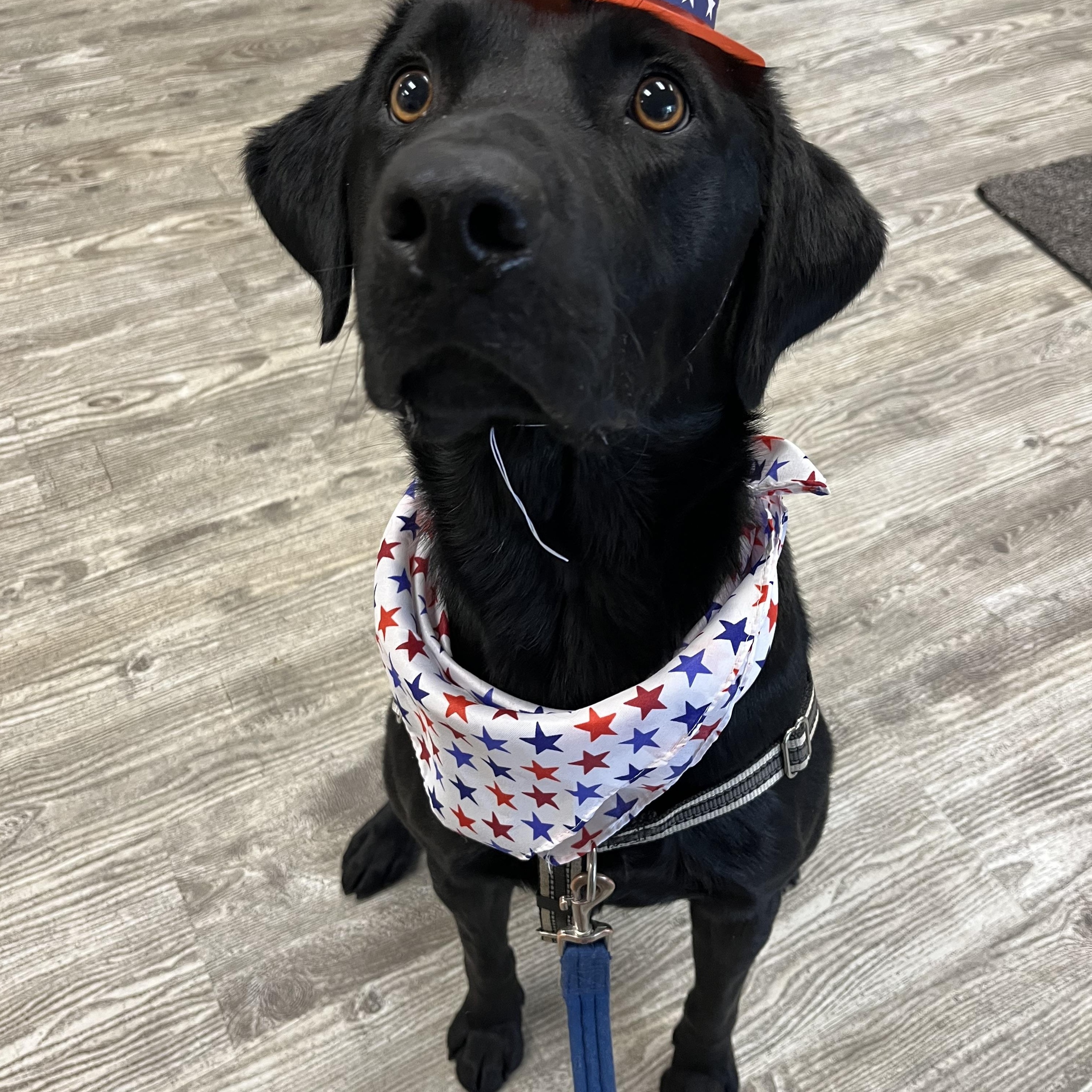 Enlarge Utah, a Adopted mixed breed in Hollis, NH image 3/6