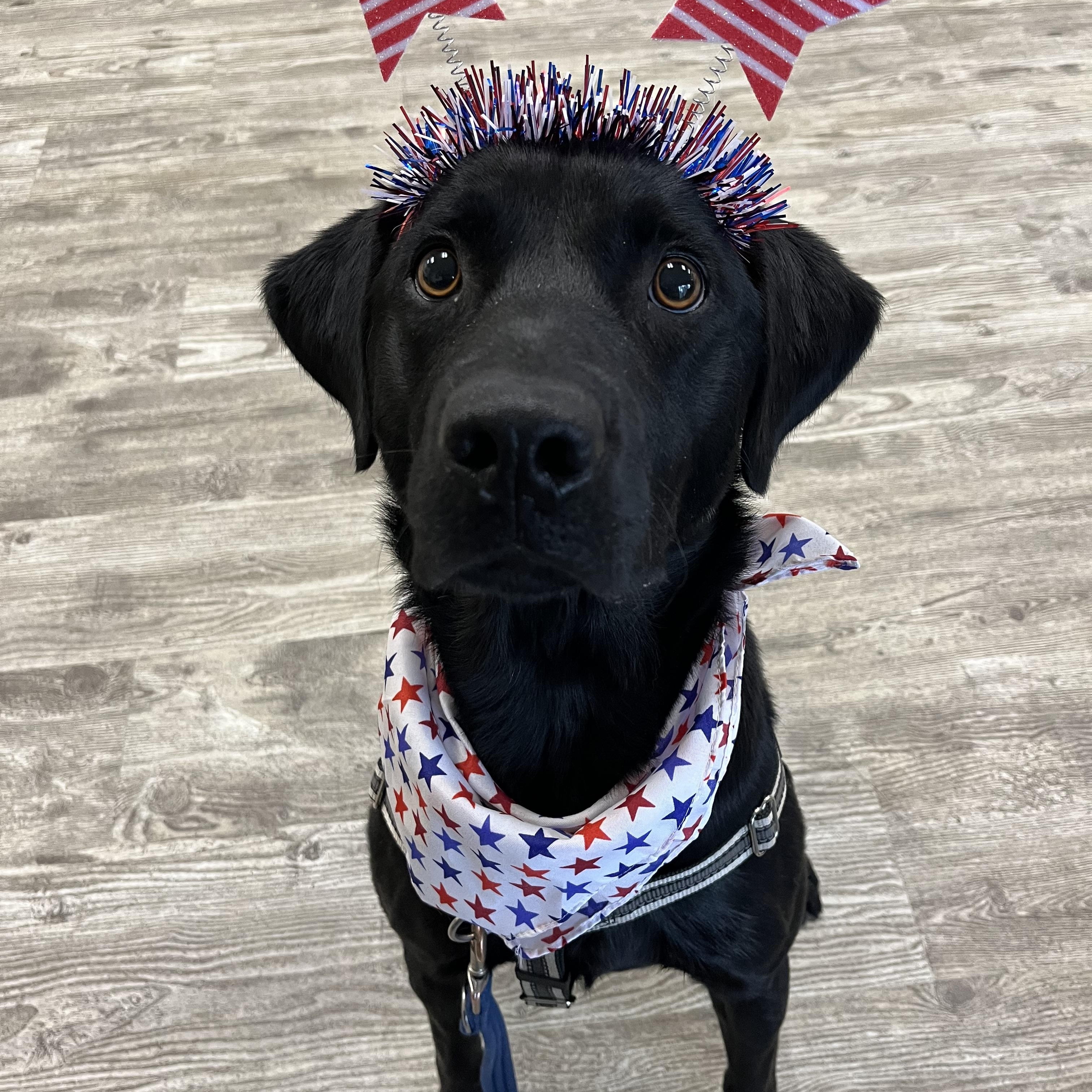 Utah, Young Male Black Labrador Retriever