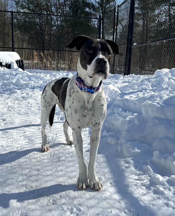 Marshall, a ADOPTABLE mixed breed in Mansfield, MA image 2/3