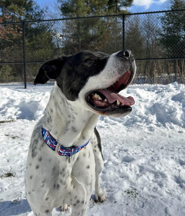 Marshall, a ADOPTABLE mixed breed in Mansfield, MA image 3/3