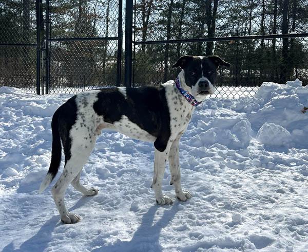 Marshall, a ADOPTABLE mixed breed in Mansfield, MA image 1/3
