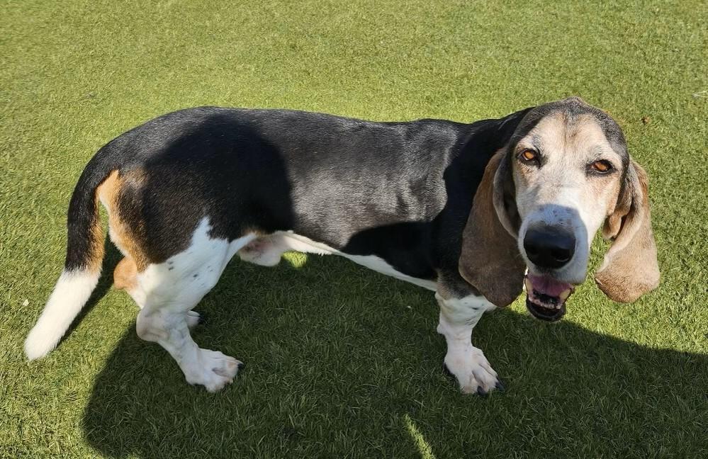 Beetle Bailey, Adoptable, Senior Male Basset Hound.