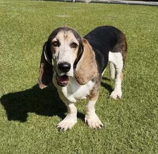 Beetle Bailey, a Adoptable Basset Hound in Dallas, TX image 2/2