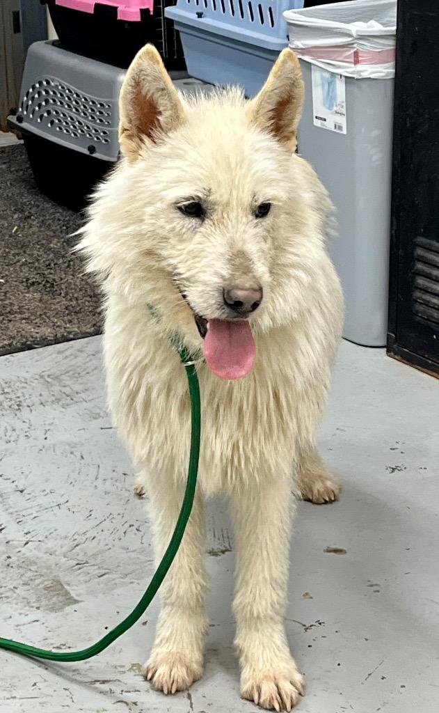 Enlarge Benny, a Adoptable mixed breed in North Vernon, IN image 1/1