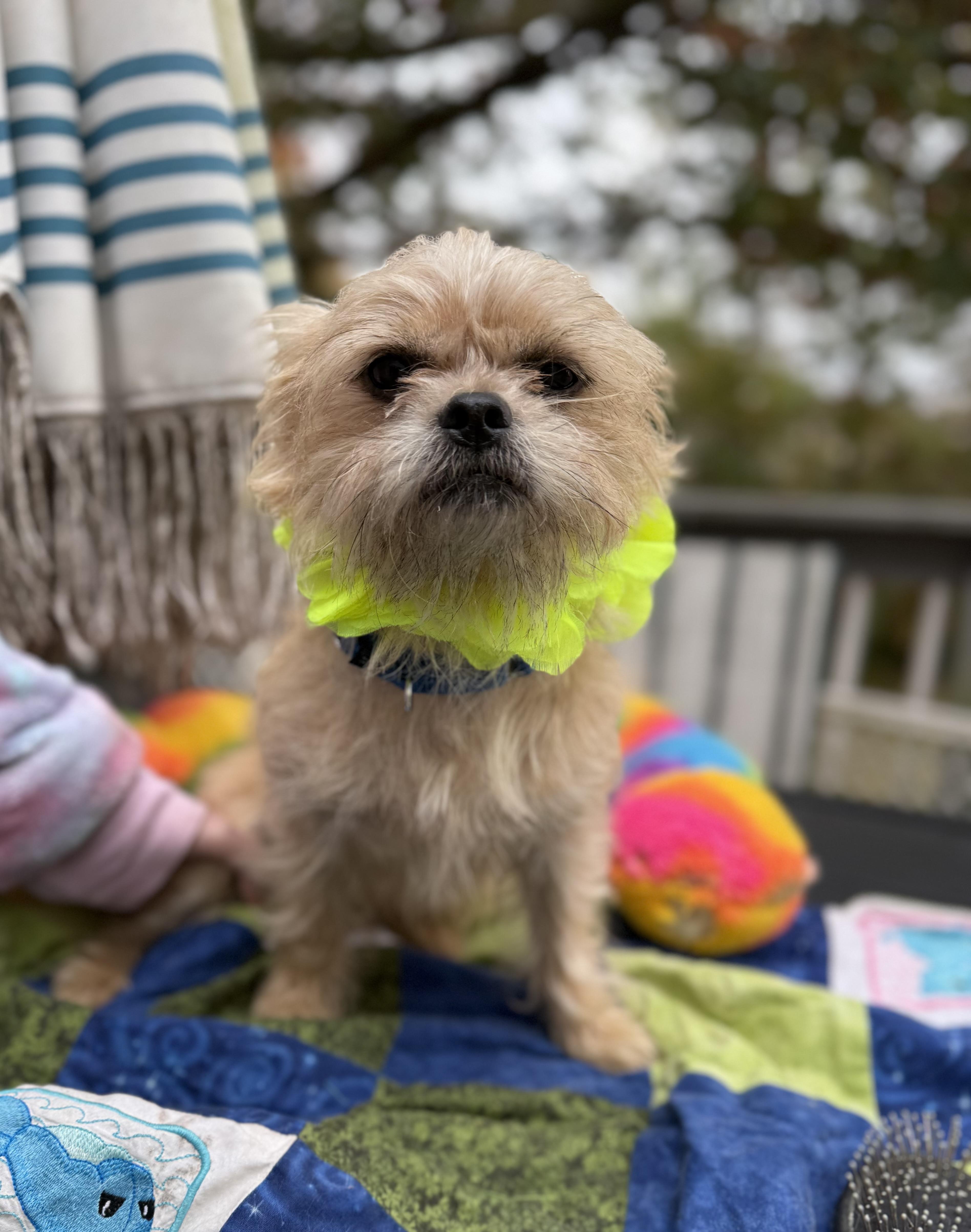Enlarge Remmy( lap dog), a Adoptable mixed breed in White Lake, MI image 1/6