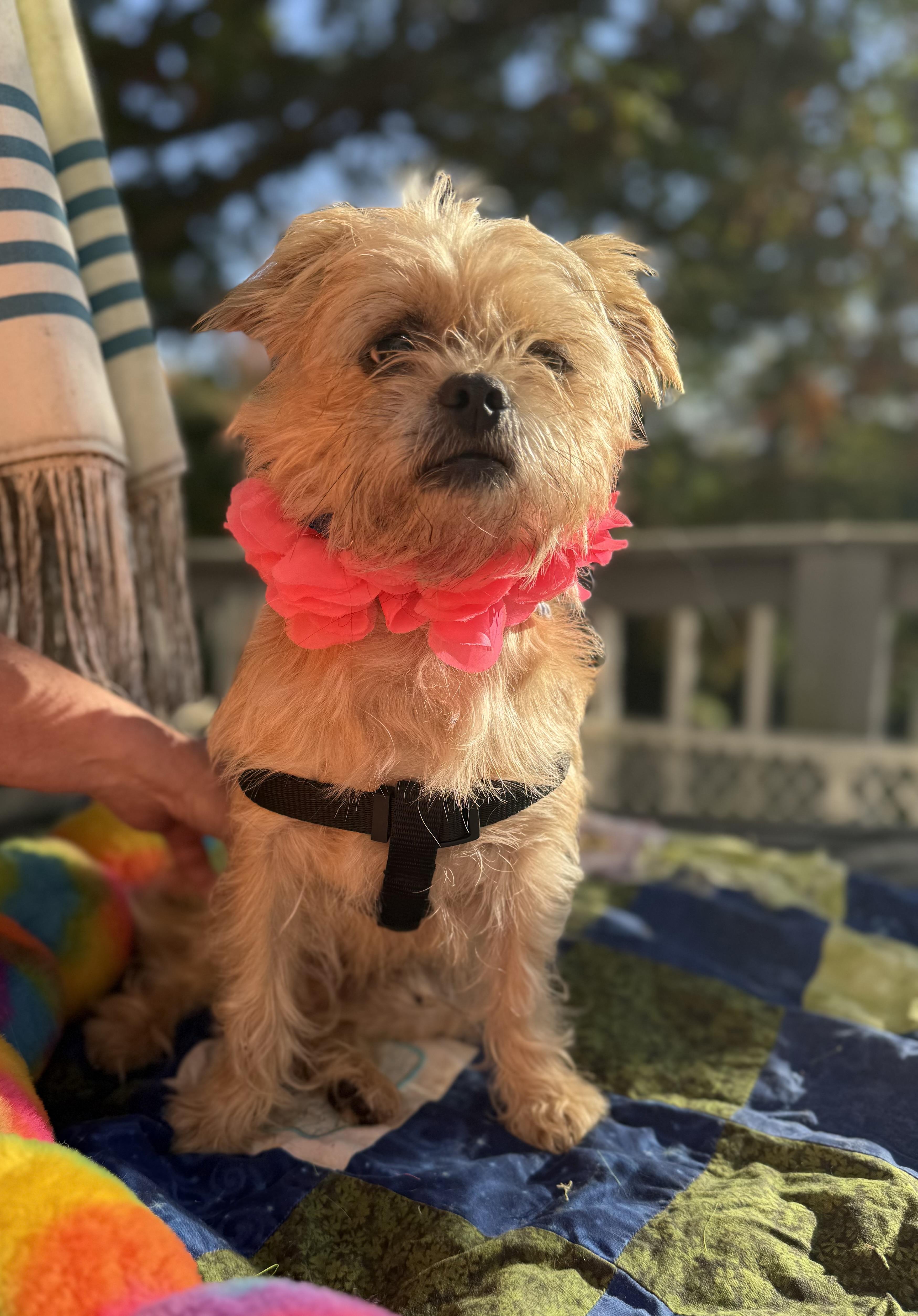 Enlarge Remmy( lap dog), a Adoptable mixed breed in White Lake, MI image 2/6
