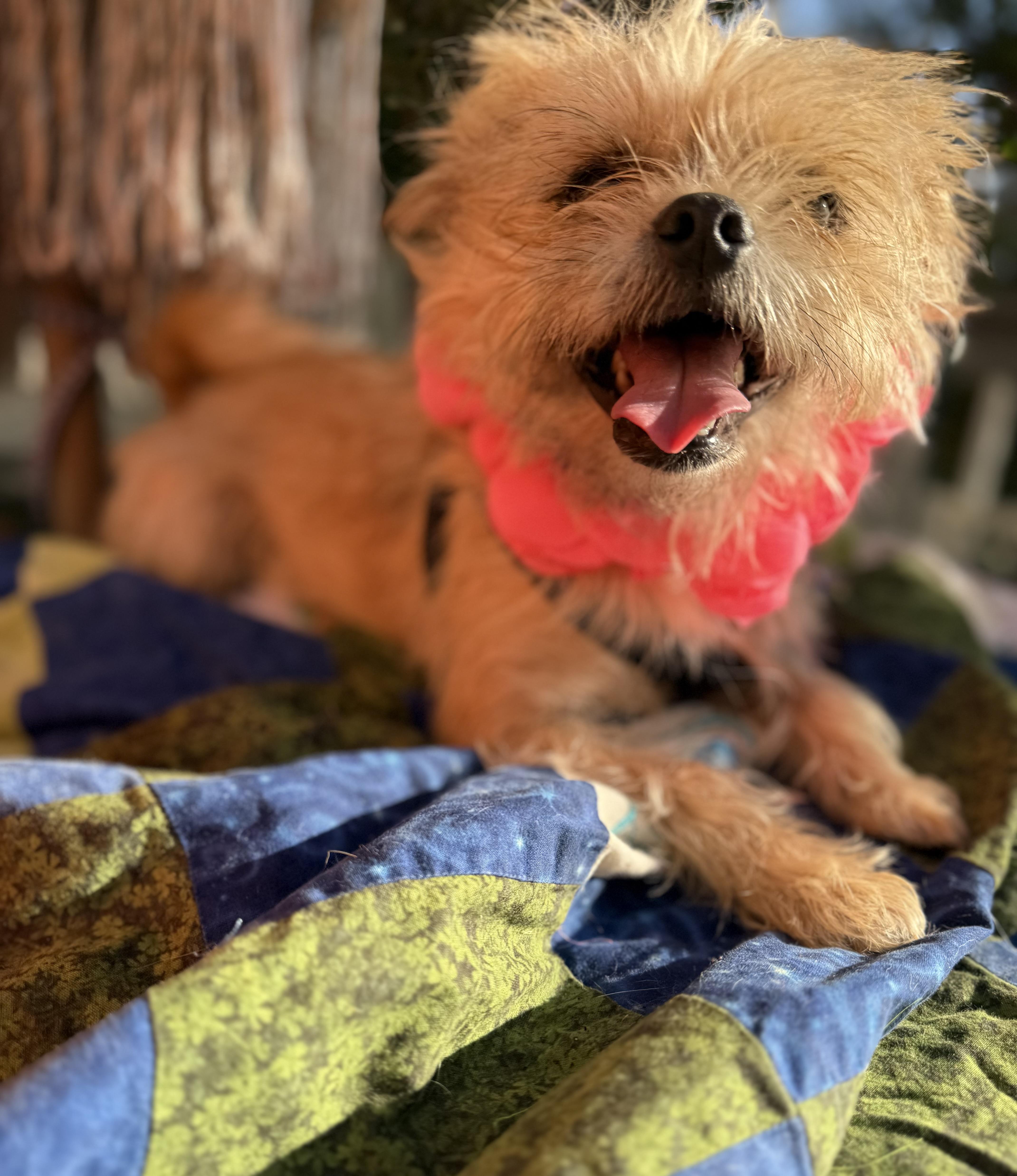 Enlarge Remmy( lap dog), a Adoptable mixed breed in White Lake, MI image 4/6