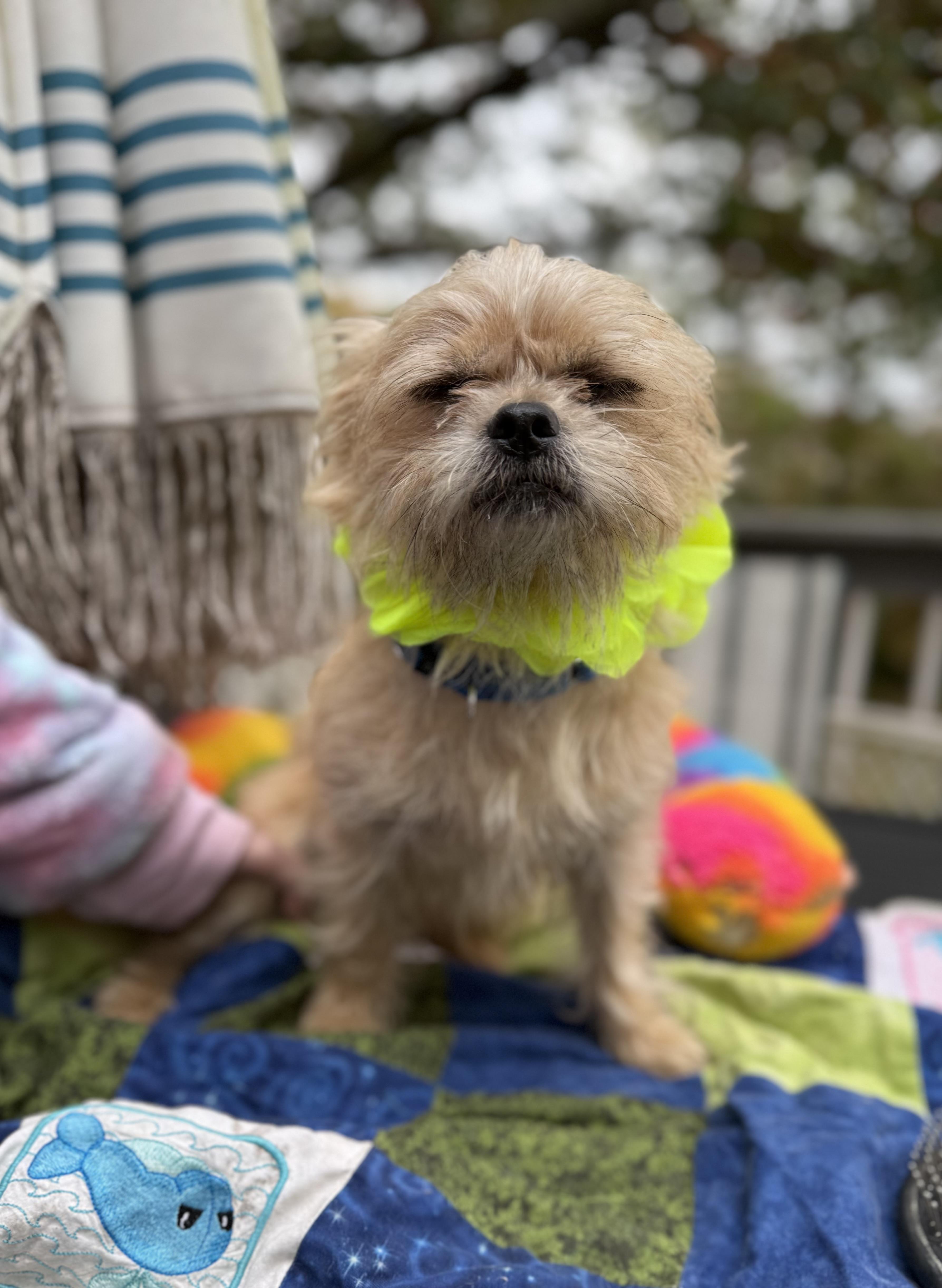Enlarge Remmy( lap dog), a Adoptable mixed breed in White Lake, MI image 6/6