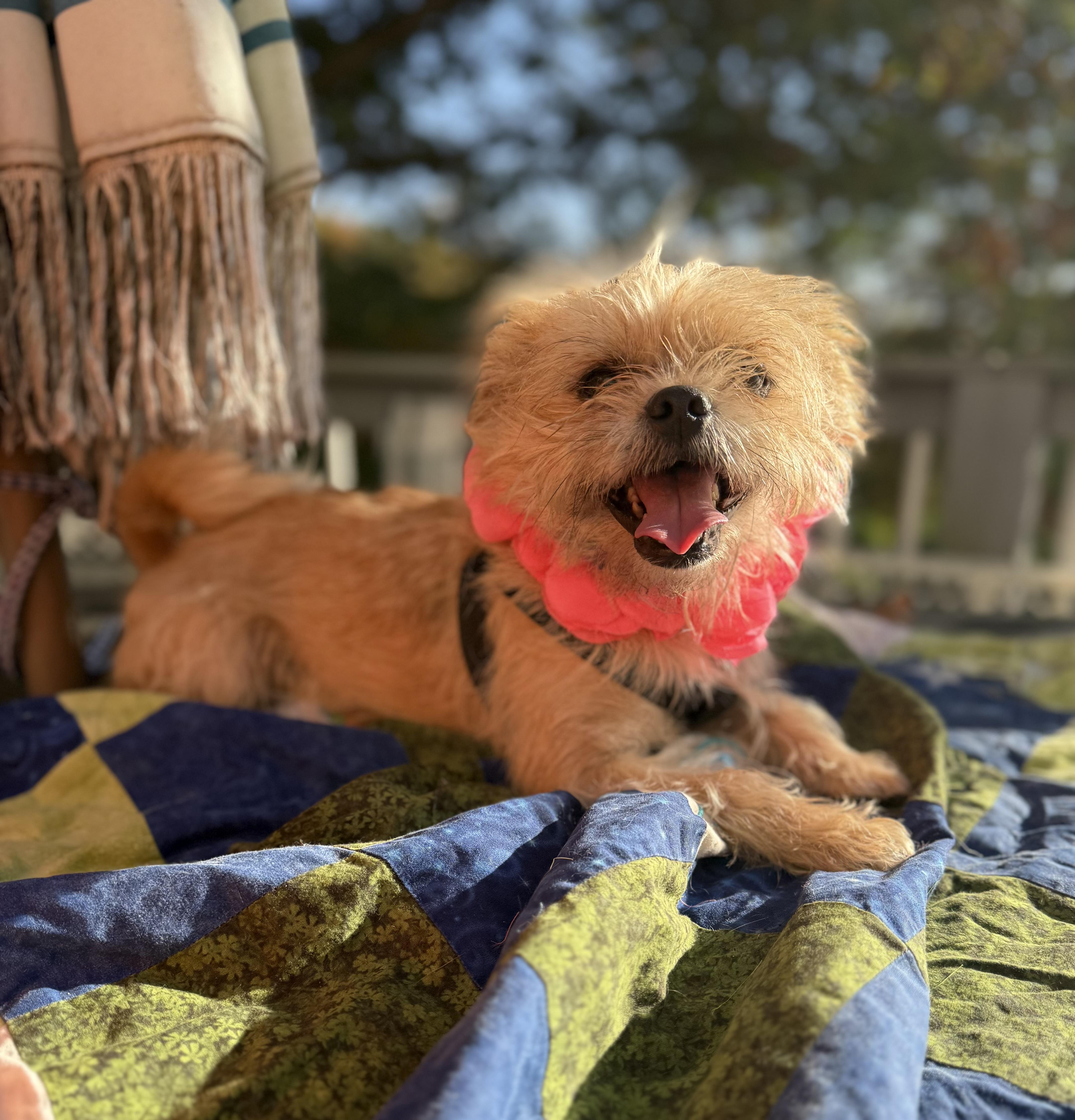Enlarge Remmy( lap dog), a Adoptable mixed breed in White Lake, MI image 3/6