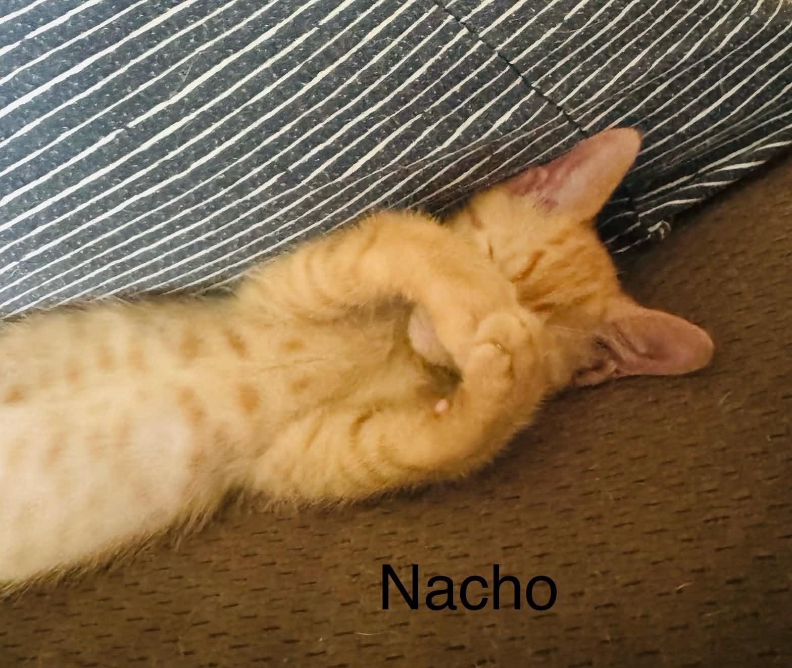 Nacho - Adopted 8/15/26, an adopted Tabby in Livonia, MI image 2/3