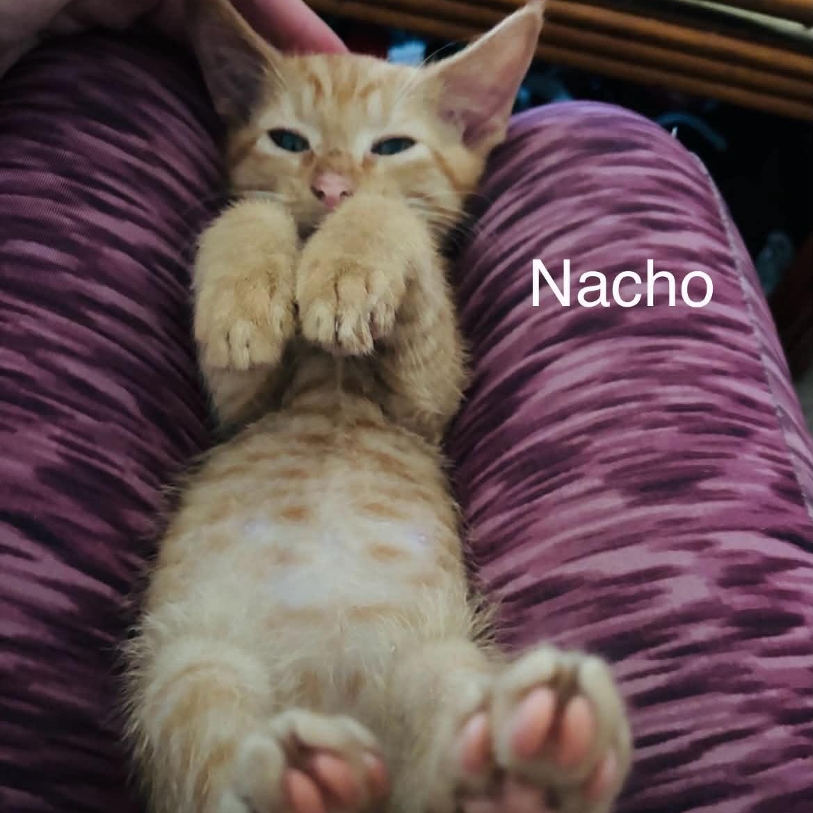 Nacho - Adopted 8/15/26, adopted, Kitten Male Tabby.