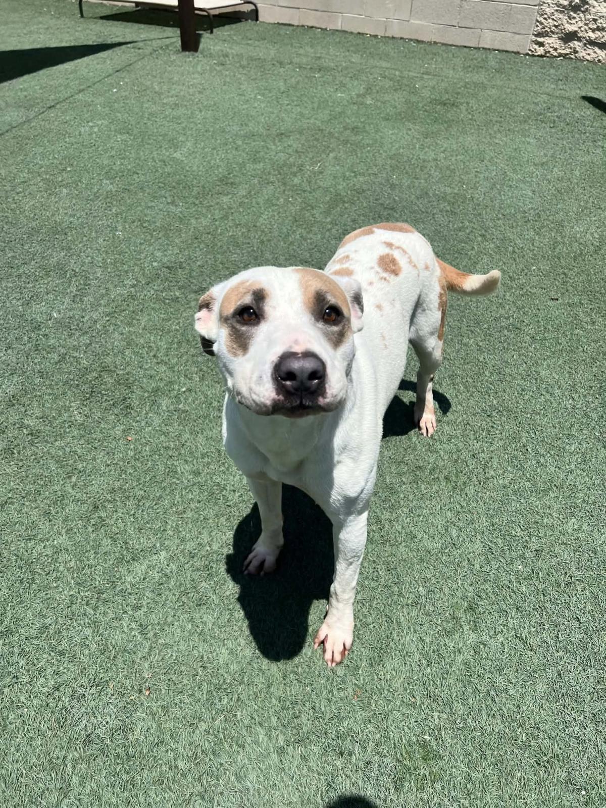 Enlarge Sueboo, a Adoptable Pit Bull Terrier in Rockwall, TX image 1/3