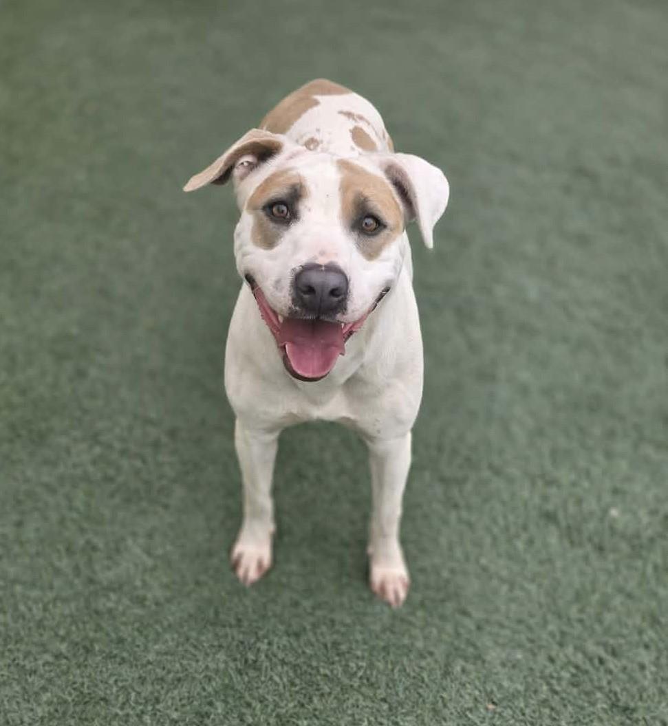 Sueboo, Adoptable, Adult Female Pit Bull Terrier.