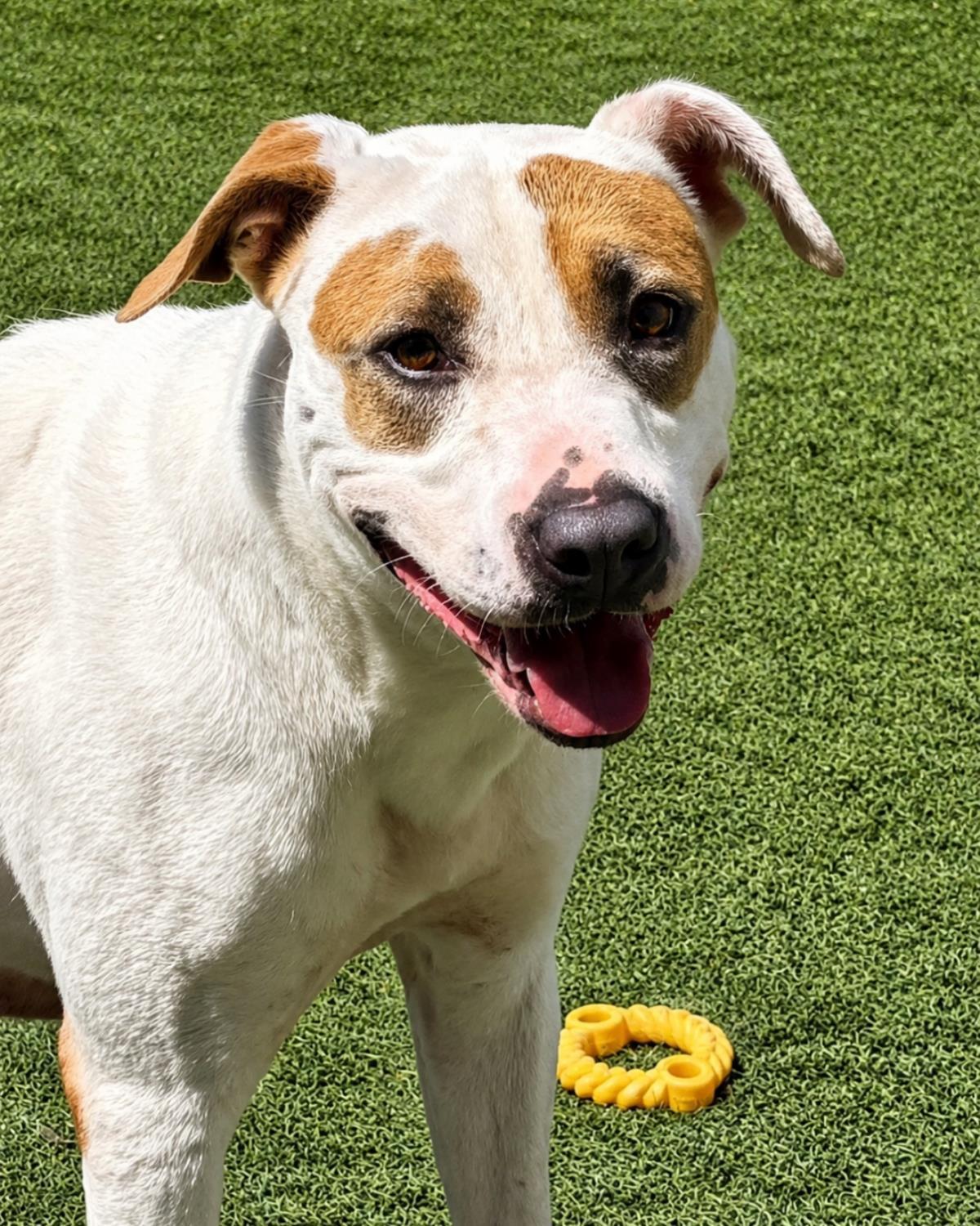 Sueboo-$75 Adoption Fee! Diamond Dog!, Adoptable, Adult Female Pit Bull Terrier.