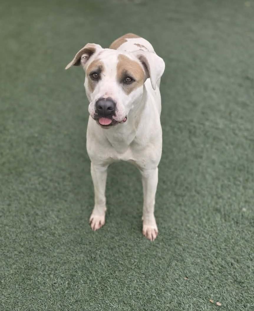 Enlarge Sueboo-$75 Adoption Fee! Diamond Dog!, a Adoptable Pit Bull Terrier in Rockwall, TX image 3/3