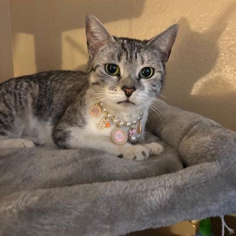 Halo, Adoptable, Senior Female Domestic Short Hair.