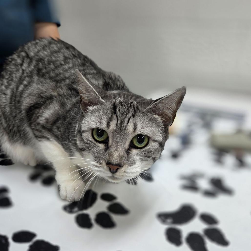 Enlarge Halo, a Adoptable Domestic Short Hair in Incline Village, NV image 2/5