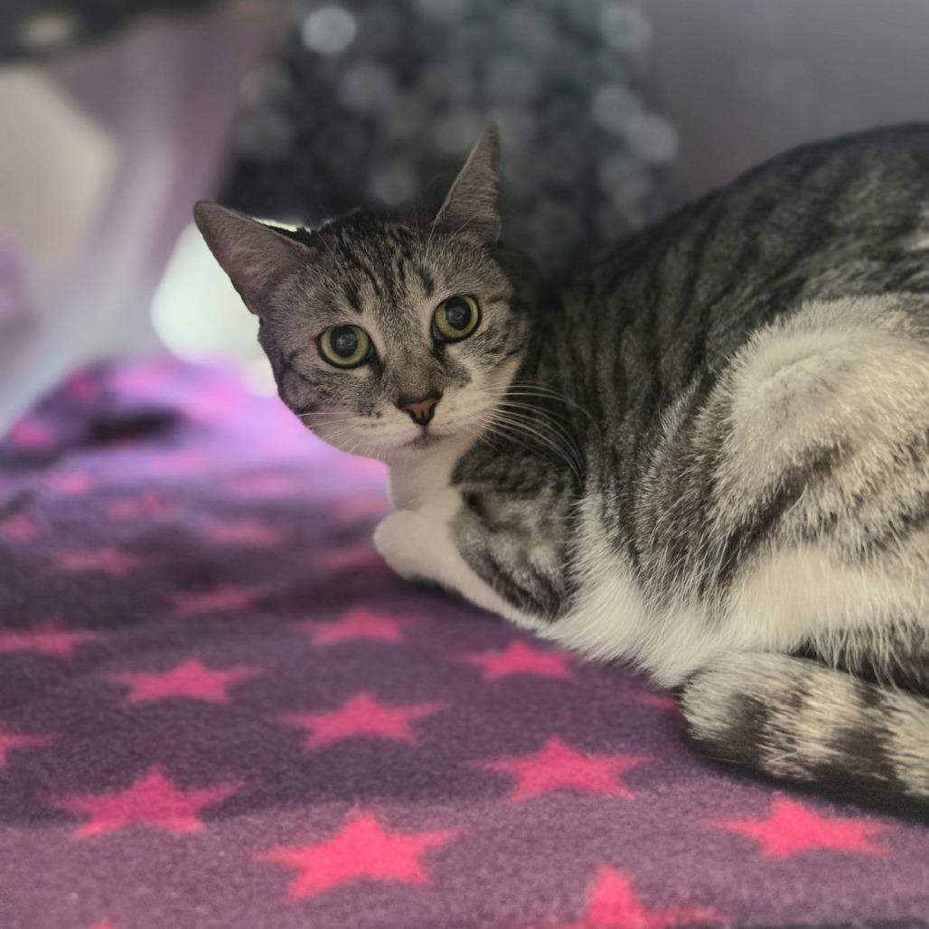 Enlarge Halo, a Adoptable Domestic Short Hair in Incline Village, NV image 3/5