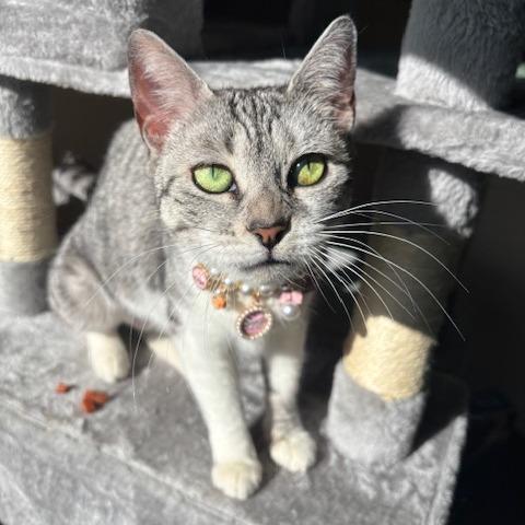 Enlarge Halo, a Adoptable Domestic Short Hair in Incline Village, NV image 4/5