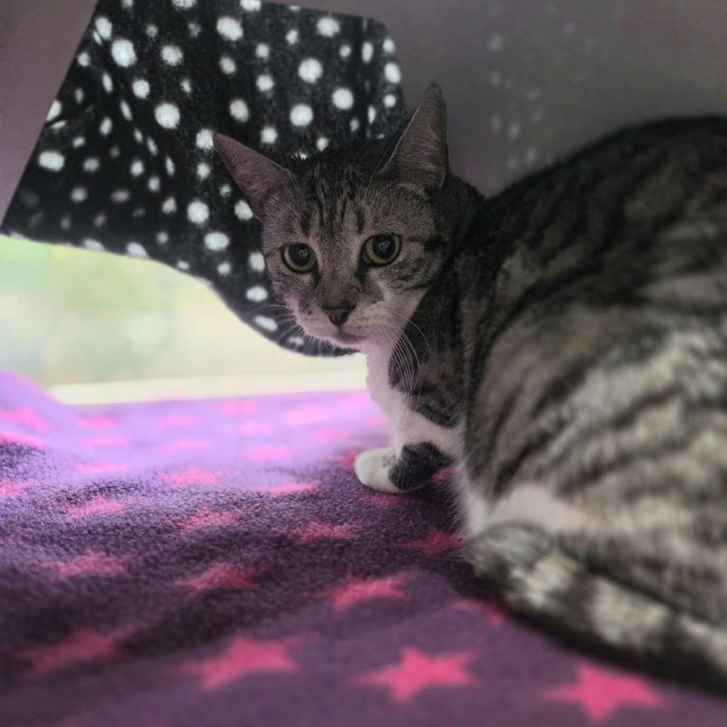 Enlarge Halo, a Adoptable Domestic Short Hair in Incline Village, NV image 5/5