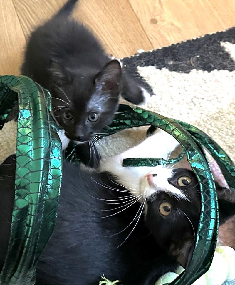 Goose, a Adoptable Domestic Short Hair in Ventura, CA image 1/3