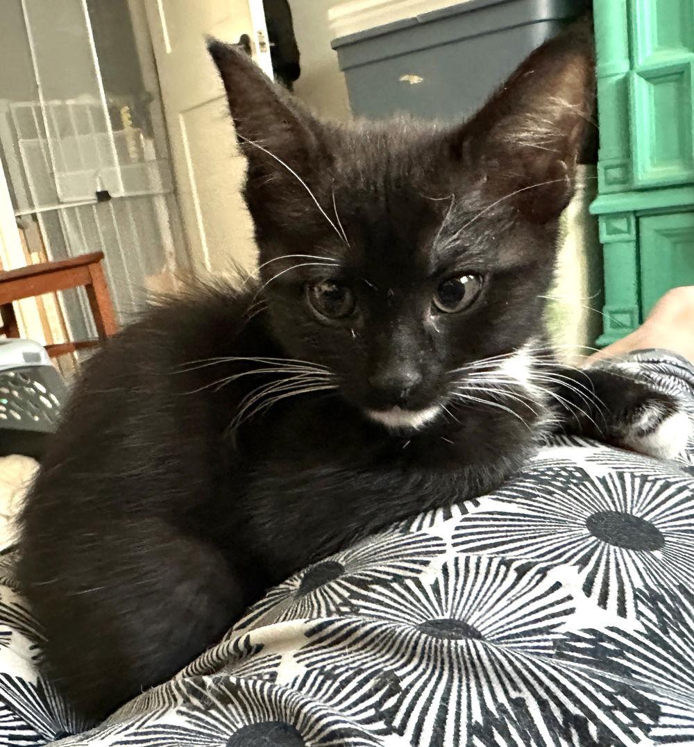 Goose, a Adoptable Domestic Short Hair in Ventura, CA image 2/3