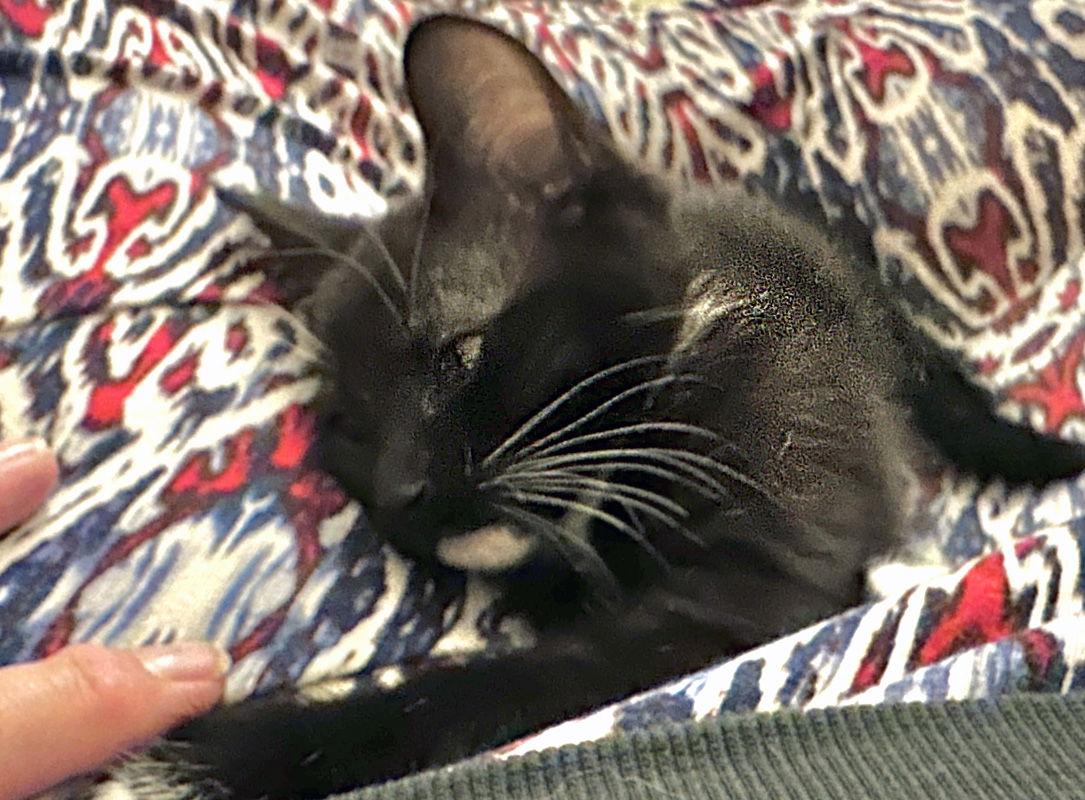 Goose, a Adoptable Domestic Short Hair in Ventura, CA image 3/3